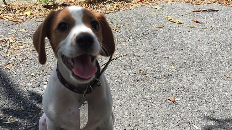 Tahranda köpek gezdirmek yasaklandı