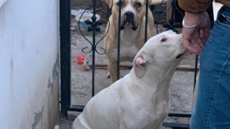 Bahçe kapısı açıldı, Pitbull 14 yaşındaki çocuğu yaraladı