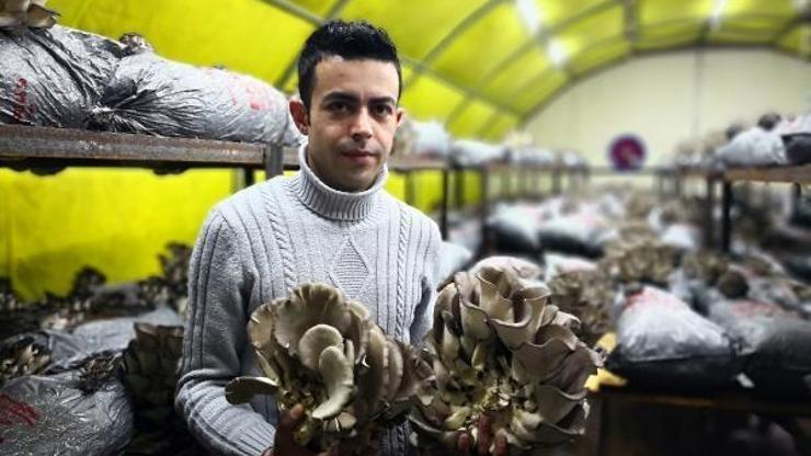 Genç girişimci, ayda 3 ton istiridye mantarı üretiyor