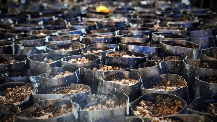 Fındıklı Ziraat Odası çay fidesi üretmeye başladı