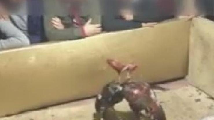 Horoz dövüştürenlere baskın kamerada