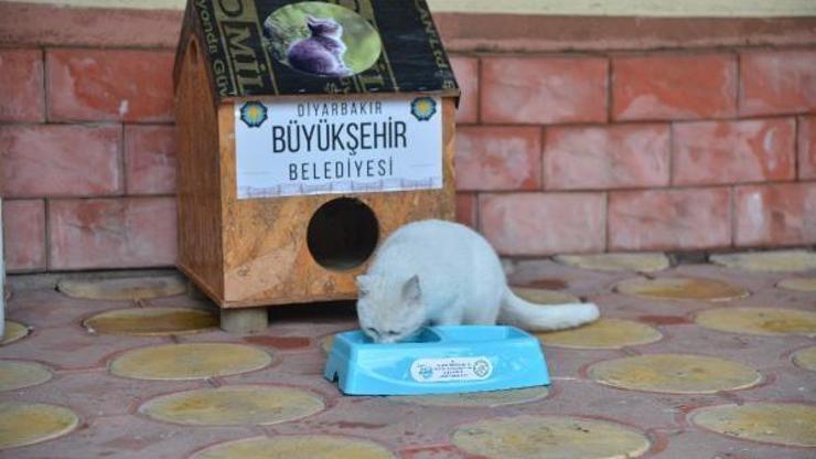 Dyarbakırda belediyeden sokaklara Kedi Evi