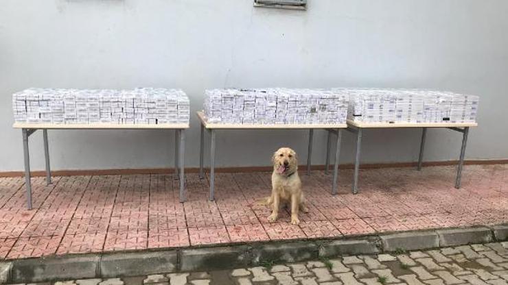 Ceylanpınarda 9 bin 300 kaçak sigara ele geçirildi