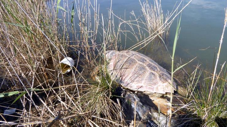 Muğlada 2 caretta caretta ölü bulundu