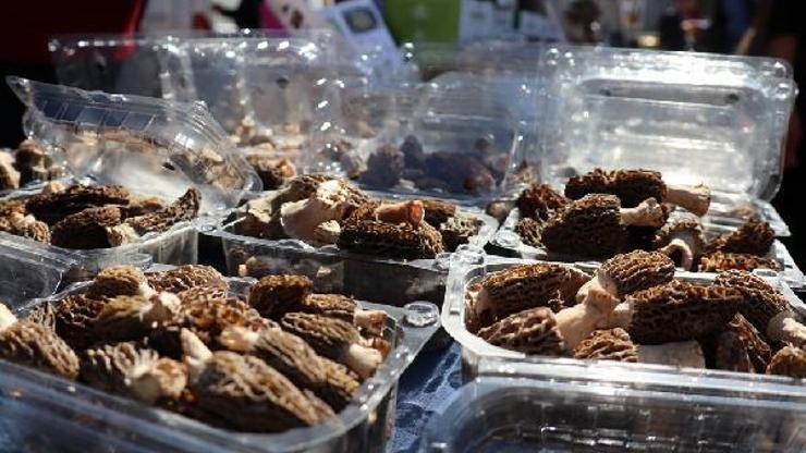 Bodrum Acı Ot Festivalinin son günü renkli görüntülere sahne oldu