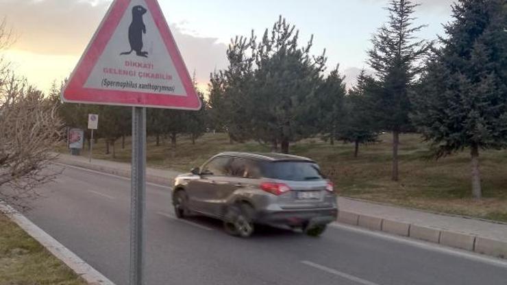 Gelengiler, Erciyes Üniversitesi Kampüsünde kendini gösterdi