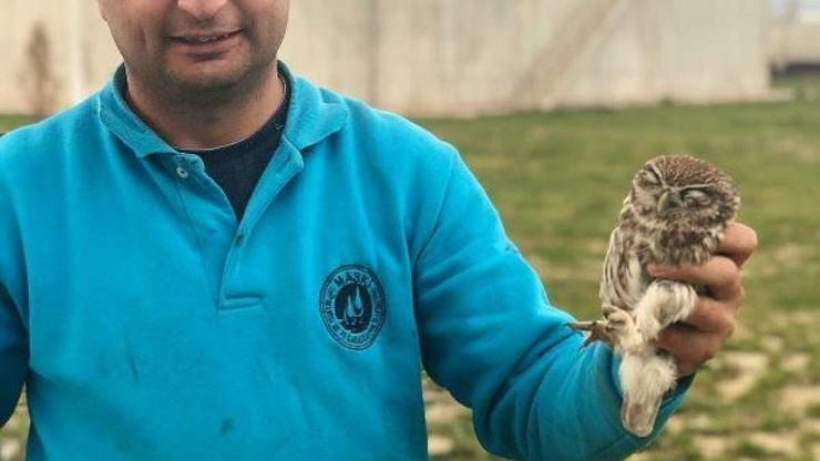 Bitkin bulunan yavru baykuşa yardım eli
