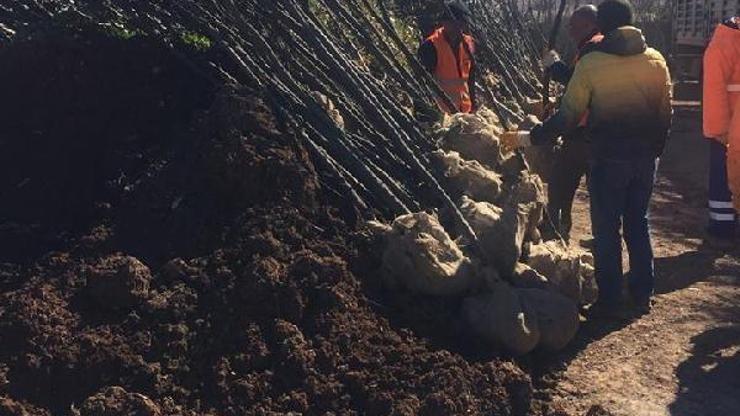 Kiliste ağaçlandırma çalışmaları sürüyor