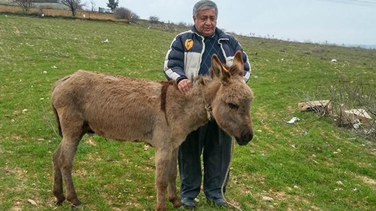Gaziantepte sıpaya akılalmaz işkence
