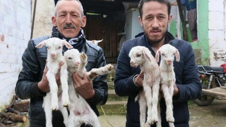 Keçisinin dördüz doğurması mutlu etti