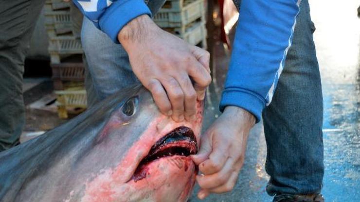 Mersinde 5 metre boyunda 450 kilo ağırlığında köpek balığı yakalandı