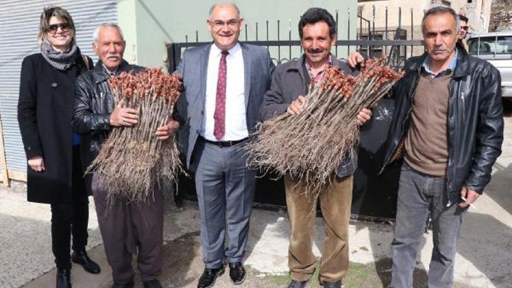 Pozantı’da 40 çiftçiye 7 bin üzüm fidanı dağıtıldı