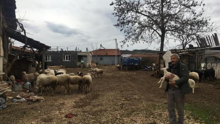 Denetimle serbestlikle cezaevinden çıkıp, sürü sahibi oldular