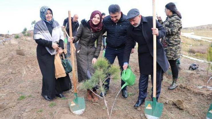Çanakkale şehitleri anısına çam ağacı dikildi