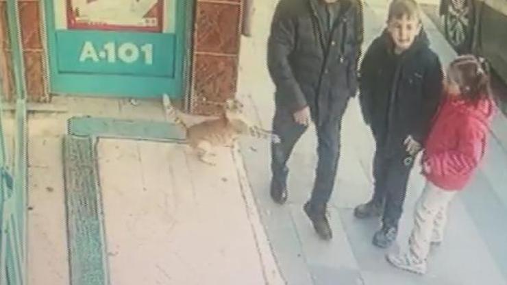 Sosyal medyada fenomen olan kedi Bayrampaşada çıktı