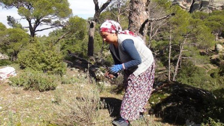 Kilosu altınla yarışan künar için 40 metre yükseklikte çalışıyorlar