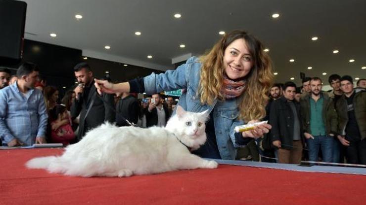 Van Kedisi Güzellik Yarışmasına ilgi