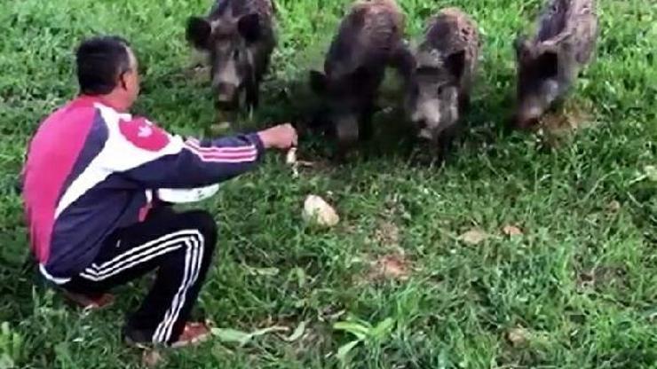 Yaban domuzlarını elleriyle besledi