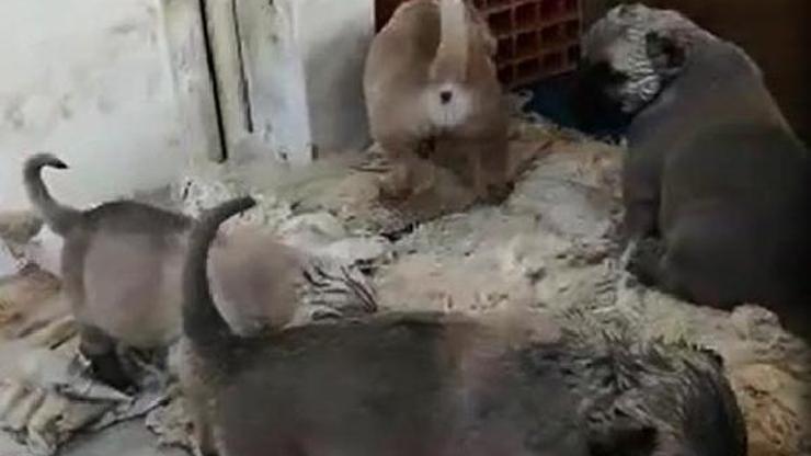9 yavru Kangal köpeği hırsızlığı kamerada