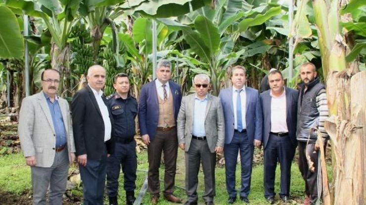 Manavgatta muz üretimi artacak