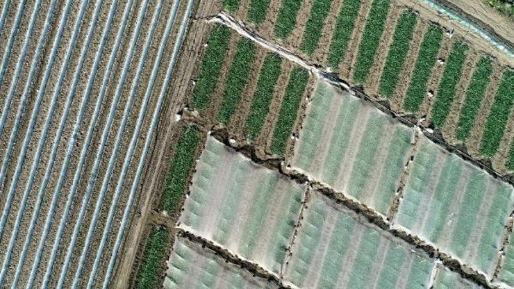 Çukurovada karpuz örtü altından çıktı