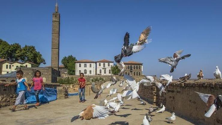 Diyarbakır, güvercin yetiştiriciliğinde dünya birincisi