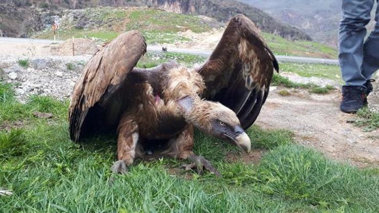 Çukurcada yaralı halde bulunan kızıl akbaba tedaviye alındı