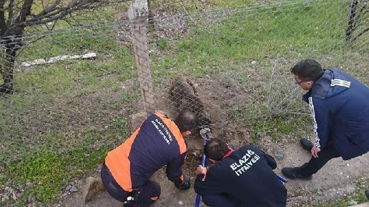 Elazığda bahçe teline takılan köpek kurtarıldı