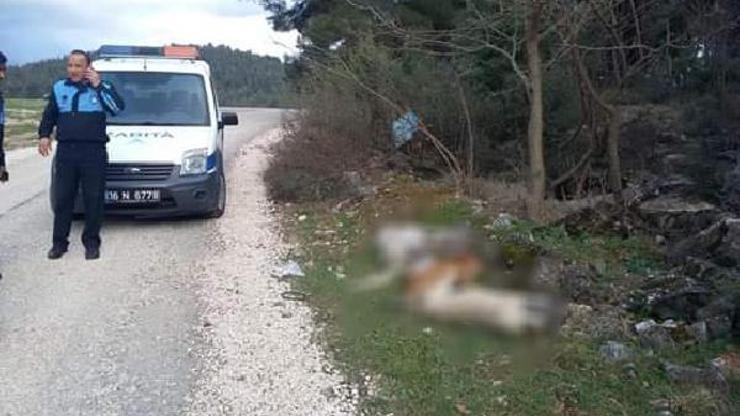 Sokak köpekleri, piknik alanında zehirlenerek öldürüldü