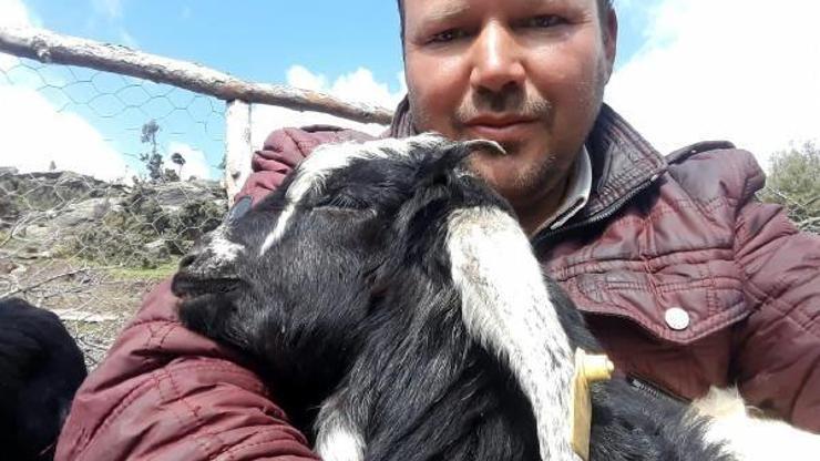 Kurtlar, keçi sürüsüne saldırdı