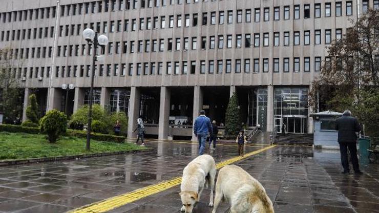 Ankarada köpek katliamı şüphelileri serbest kaldı, hayvanseverler ağladı