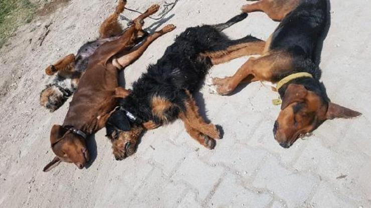 Kütahyada zehirlenen 10 köpek öldü