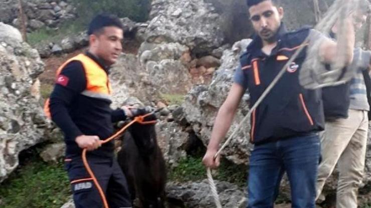Kayalıklarda mahsur kalan keçi kurtarıldı