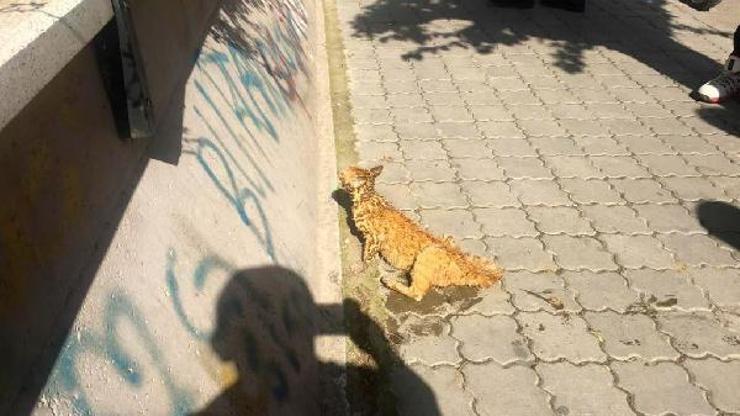Otomobilde sıkışan kediyi itfaiye kurtardı