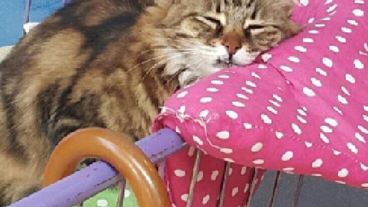 Kedisi Ceylanın kaçırıldığını iddia etti
