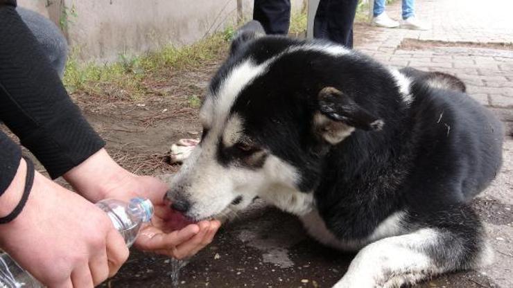 Otomobille çarparak, yaraladığı köpeğin başından ayrılmadı