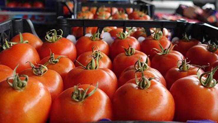 Rusyaya ihracata domates, mandarin ve limon katkısı