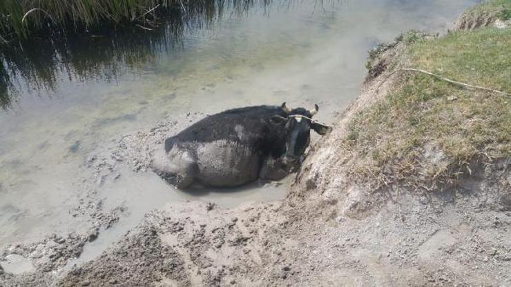 Bataklığa saplanan dana, kurtarıldı