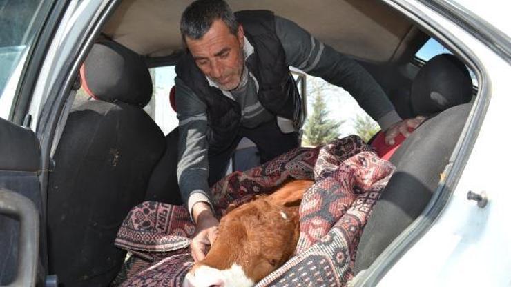 Buzağısını otomobille tedaviye götürdü