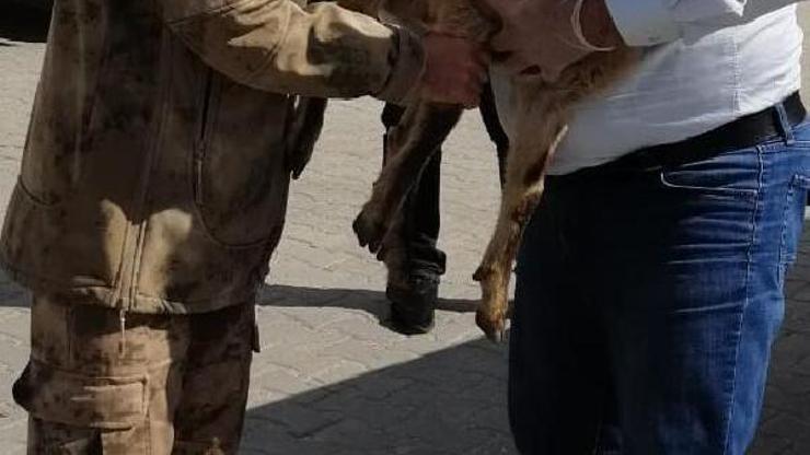 Jandarma, terör operasyonu sırasında bulduğu yaralı dağ keçisini kurtardı