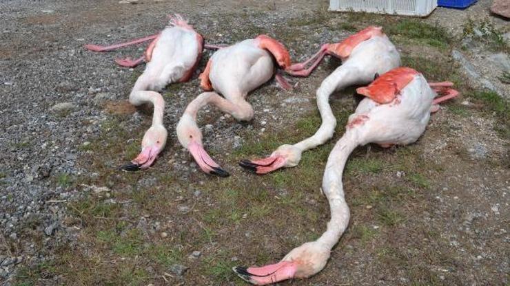 Aksarayda 4 flamingo öldürüldü