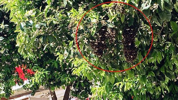 Kuşadasında tedirgin eden görüntü