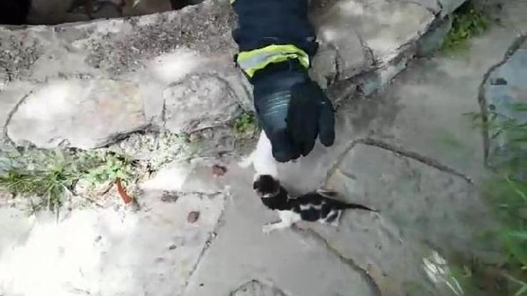 Kapalı sarnıçtaki kedileri itfaiye kurtardı