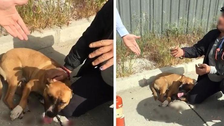 Köpeğini sürükledi, tepki görünce ‘o benim aşkım’ dedi