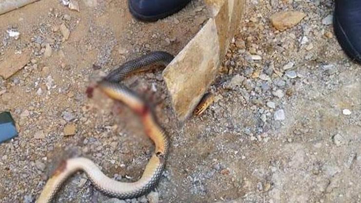 Vahşet görüntüler sosyal medyada tepki çekti