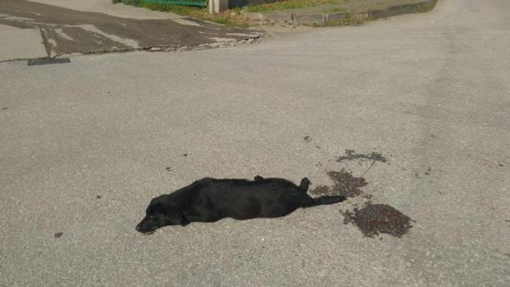 Midibüsün ezdiği köpek kurtarılamadı