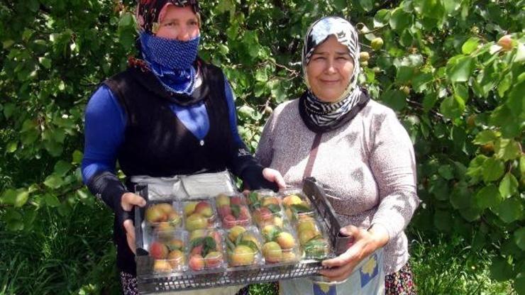 Silifkede kayısı hasadı başladı