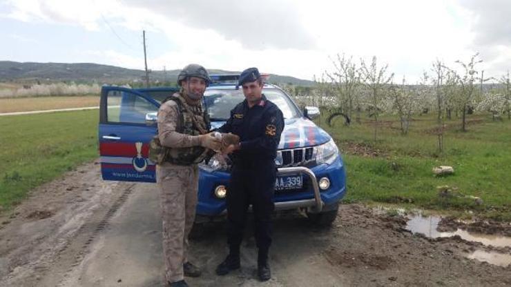 Jandarmanın yaralı bulduğu şahine tedavi