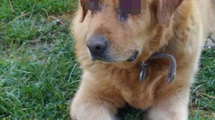 Köpeğin oyuldu sanılan gözlerinde hastalık varmış