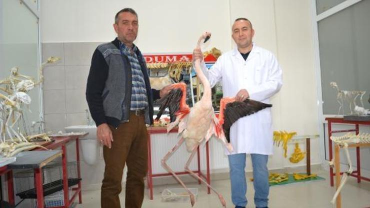 Avcıların vurduğu flamingo, tahnitle ölümsüzleştirildi